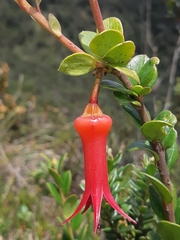 Ceratostema alatum