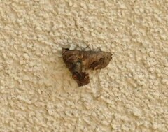 Paectes abrostoloides