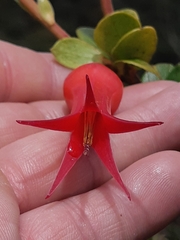 Ceratostema alatum