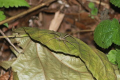 Heteropoda ocyalina