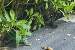 Varanus salvator bivittatus
