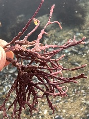 Calliarthron tuberculosum