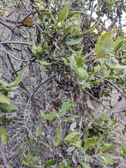 Garrya elliptica