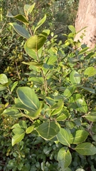 Ocotea pulchella