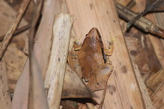 Microhyla achatina