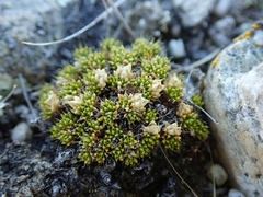 Colobanthus brevisepalus