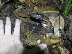 Leptodactylus pentadactylus