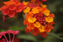 Lantana camara