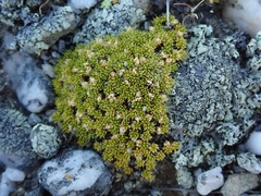 Colobanthus brevisepalus