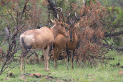 Alcelaphus buselaphus caama