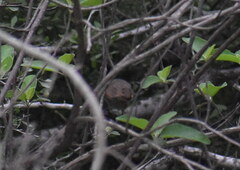 Pachyramphus aglaiae