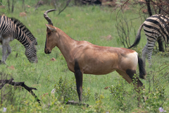 Alcelaphus buselaphus caama