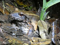 Leptodactylus pentadactylus