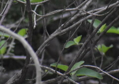 Pachyramphus aglaiae