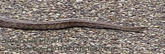 Pantherophis emoryi