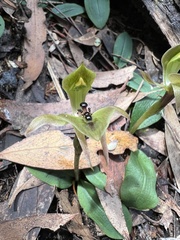Chiloglottis gunnii