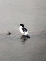Mergus merganser