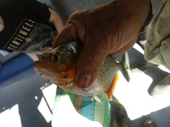 Pygocentrus nattereri