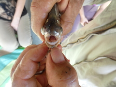 Pygocentrus nattereri