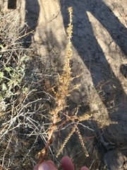 Amaranthus fimbriatus