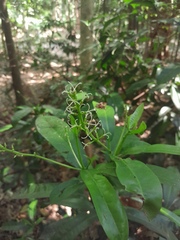 Codiaeum variegatum moluccanum
