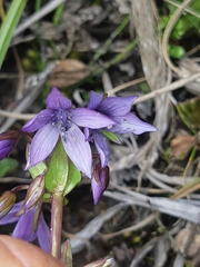 Gentianella rapunculoides