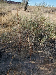 Amaranthus fimbriatus