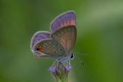 Eicochrysops messapus