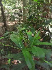 Codiaeum variegatum moluccanum