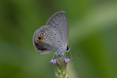 Eicochrysops messapus