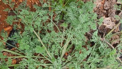 Fumaria parviflora