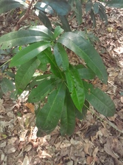 Codiaeum variegatum moluccanum