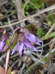 Gentianella rapunculoides