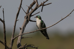 Chrysococcyx caprius