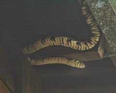 Spilotes pullatus