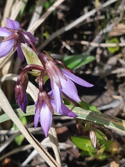 Gentianella rapunculoides