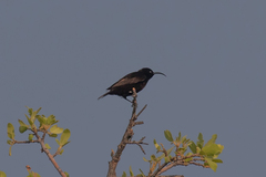 Chalcomitra amethystina