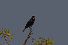 Chalcomitra amethystina