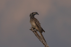 Lophoceros nasutus