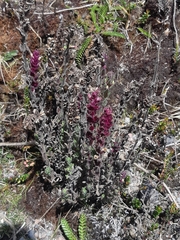 Neobartsia