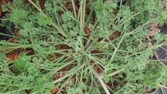 Fumaria parviflora