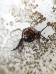 Ovachlamys fulgens