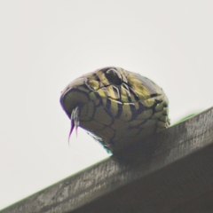 Spilotes pullatus