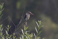 Halcyon albiventris