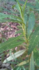 Grazielia serrata