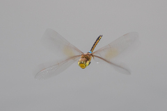 Anax ephippiger