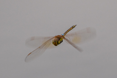 Anax ephippiger