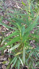 Grazielia serrata