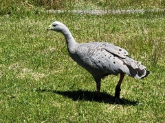 Cereopsis novaehollandiae