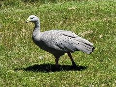 Cereopsis novaehollandiae